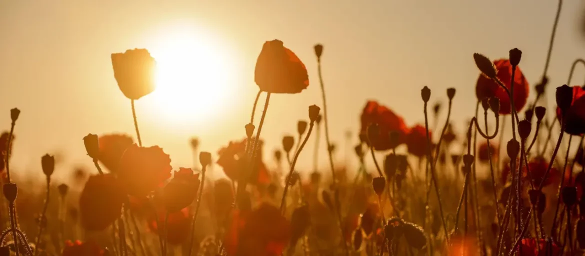 Am Siebenschläfertag steigen die Temperaturen in Deutschland auf über 40 Grad. Meteorologen erklären, ob die Hitzewelle tatsächlich sieben Wochen anhalten könnte.