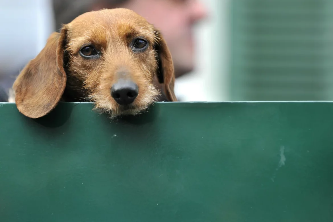 Seit dem 1. Juli 2026 gilt in Bremen der Hundeführerschein für neue Hundehalter. Wer die Prüfung nicht ablegt, riskiert ein Bußgeld von bis zu 50.000 Euro.