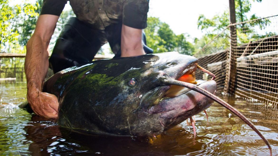 Venetien stellt Fischern bis zu 20.000 Euro für den systematischen Fang von Riesenwelsen bereit, die Ökosystem und Fischerei im Gardasee bedrohen.