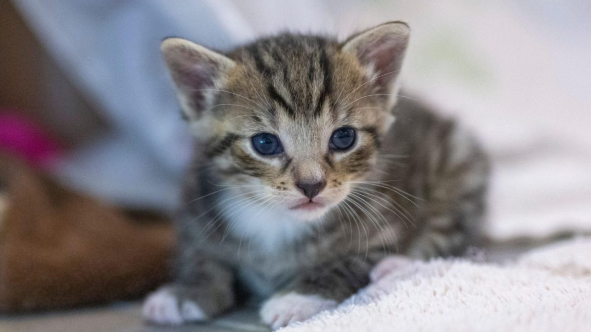 Neue Regeln für Katzenhalter in Schleswig-Holstein könnten kurzfristig mehr ausgesetzte Tiere und überfüllte Tierheime zur Folge haben