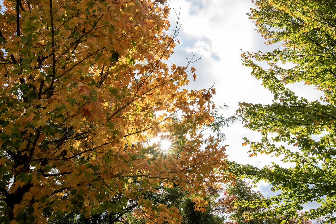NOAA erwartet einen sehr starken El Niño. Klimaforscher bewerten die Chancen auf einen warmen Herbst und Winter sowie veränderte Niederschläge in Wisconsin