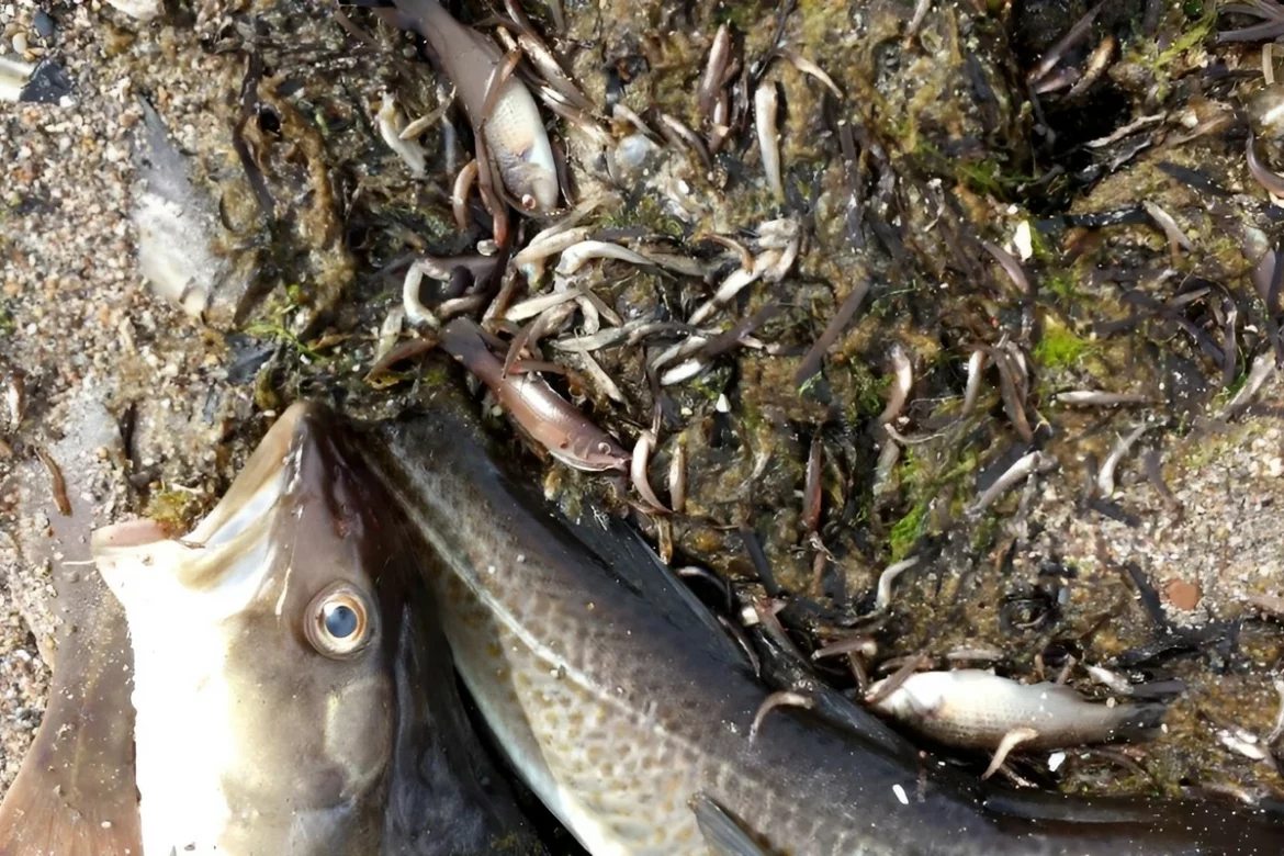 Tausende tote Fische in Kiel: Sauerstoffmangel bedroht die Ostsee. Forscher warnen vor Todeszonen, Upwelling und Folgen für Fischbestände.