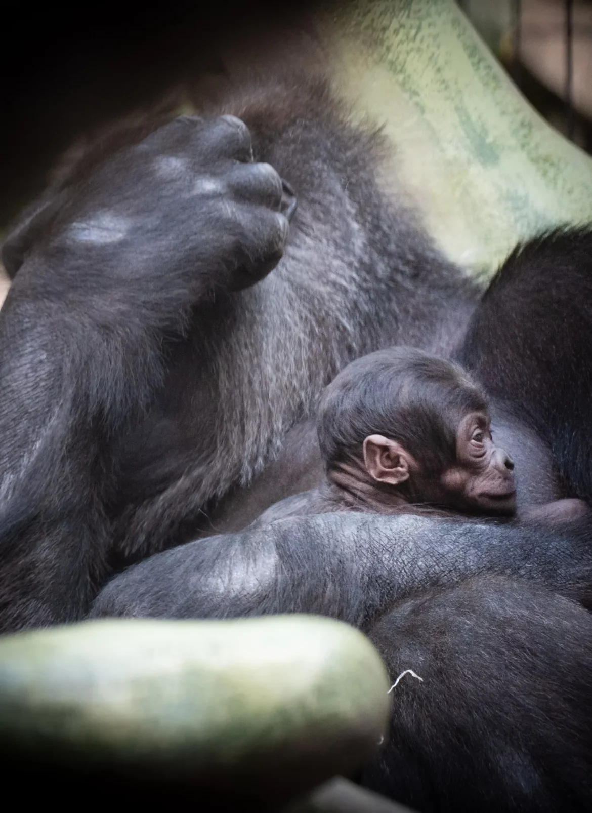 Im Zoo Basel wurde Gorilla-Baby Xola geboren. Die Geburt folgt auf tragische Vorfälle im Juli, bei denen ein Jungtier und ein erwachsener Gorilla starben.